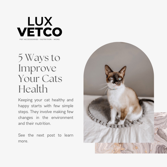 5 Ways to Improve Your Cats Health