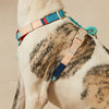 The Benefits and Proper Fitting of Chest Harnesses for Your Canine Companion