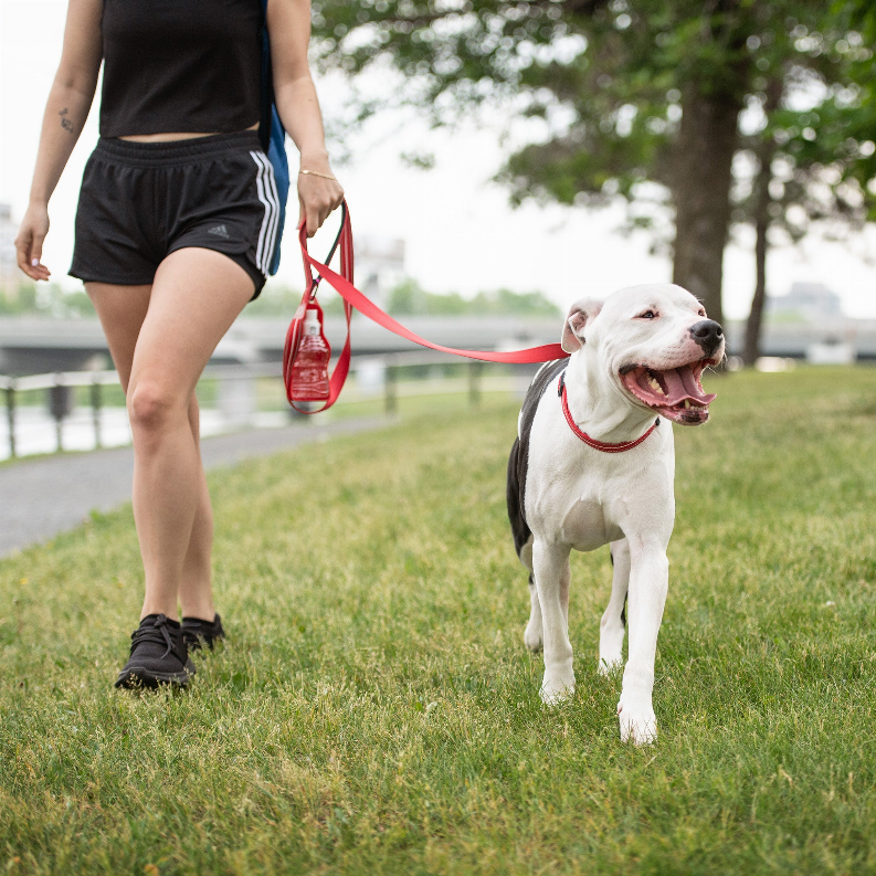 GF Pet  Reflective Leash