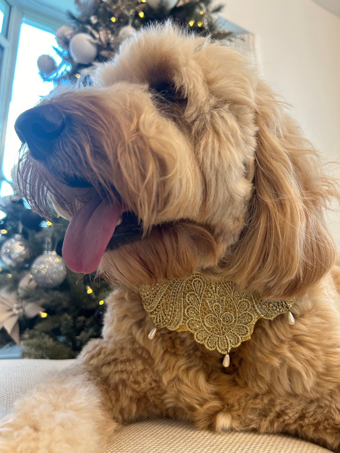 Fabu Golden Collar - 2 designs ONLY 2 Available