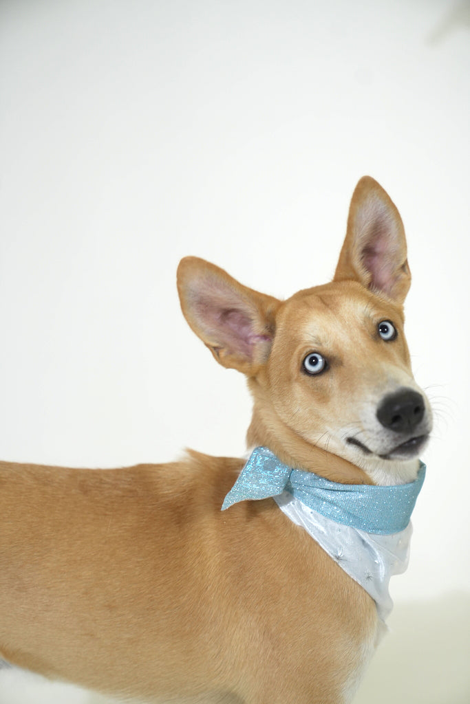 Blue Winter Bliss Bandana