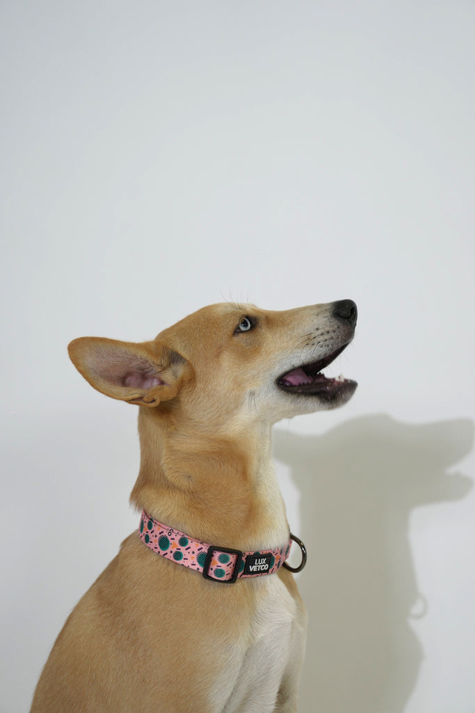 Pink Retro Bell Luxvetco Collar