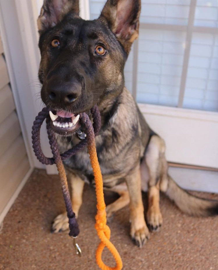 Rope Dog Leash - Luxvetco