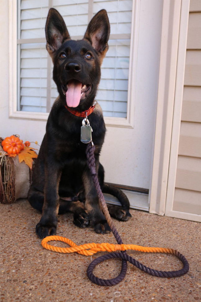 Rope Dog Leash - Luxvetco