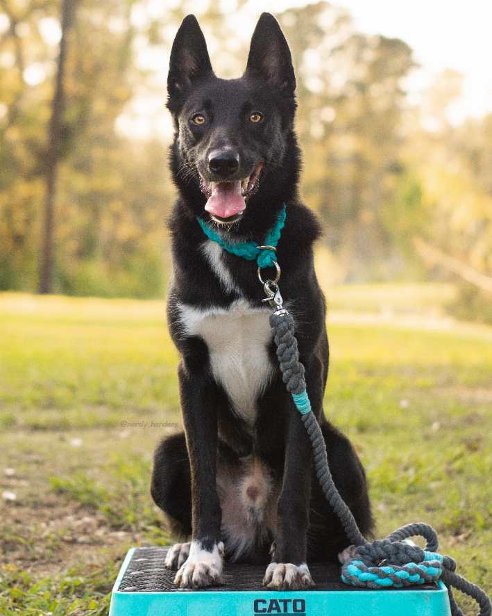 Rope Dog Leash - Luxvetco