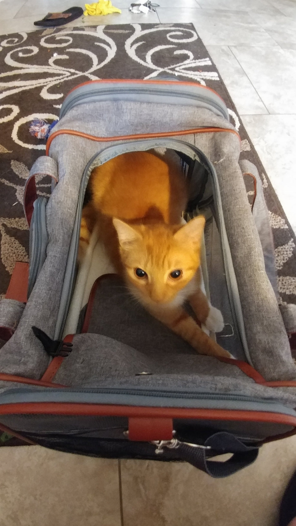 Mr. Peanut's Gold Series Pet Carrier - Luxvetco