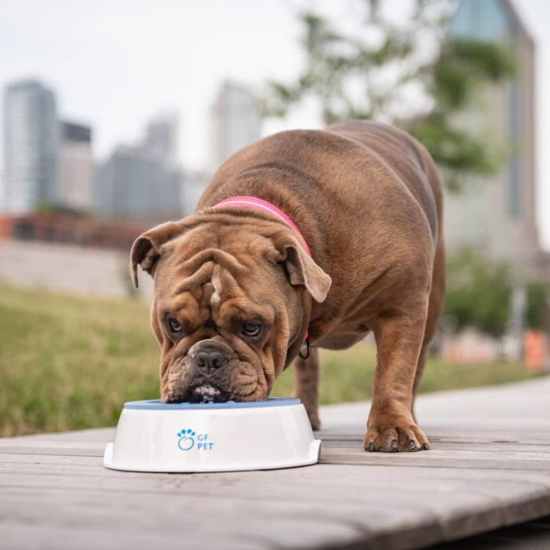 GF Pet  Ice Bowl - Luxvetco