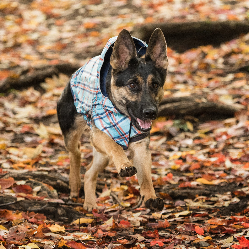 GF Pet Reversible ElastoFit Raincoat - Luxvetco