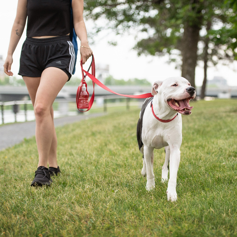 GF Pet  Reflective Collar