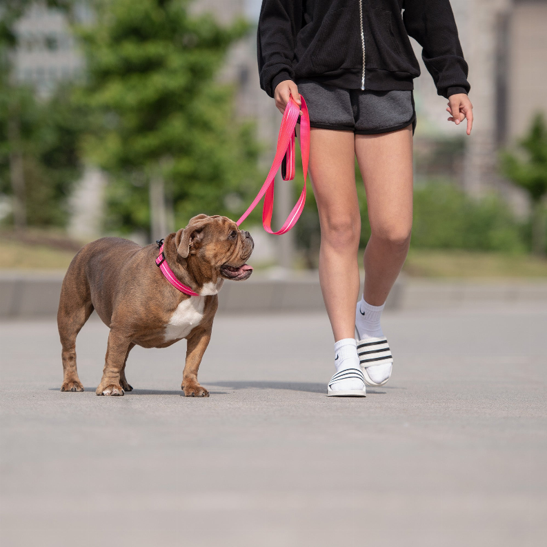 GF Pet  Reflective Collar