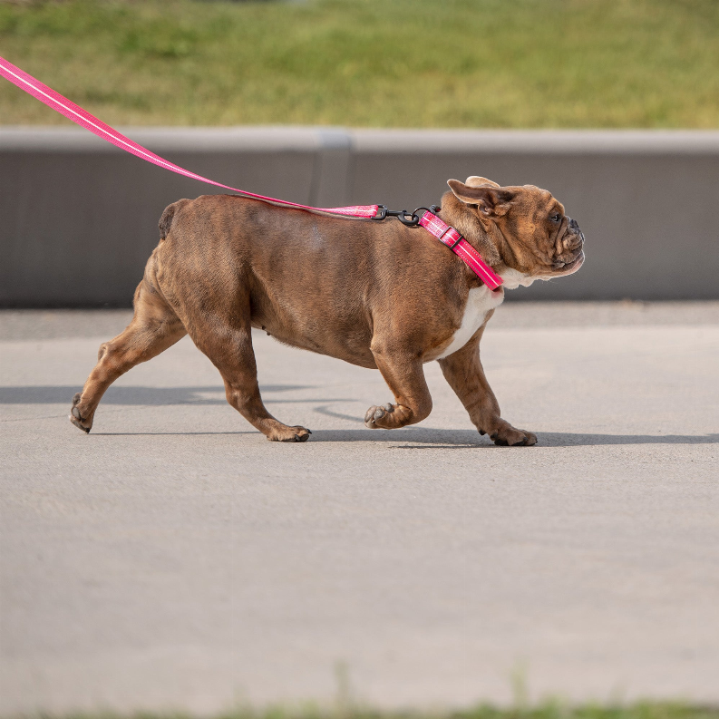 GF Pet  Reflective Leash