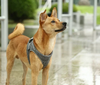 PETKIT Air Pro Dog Harness - Luxvetco